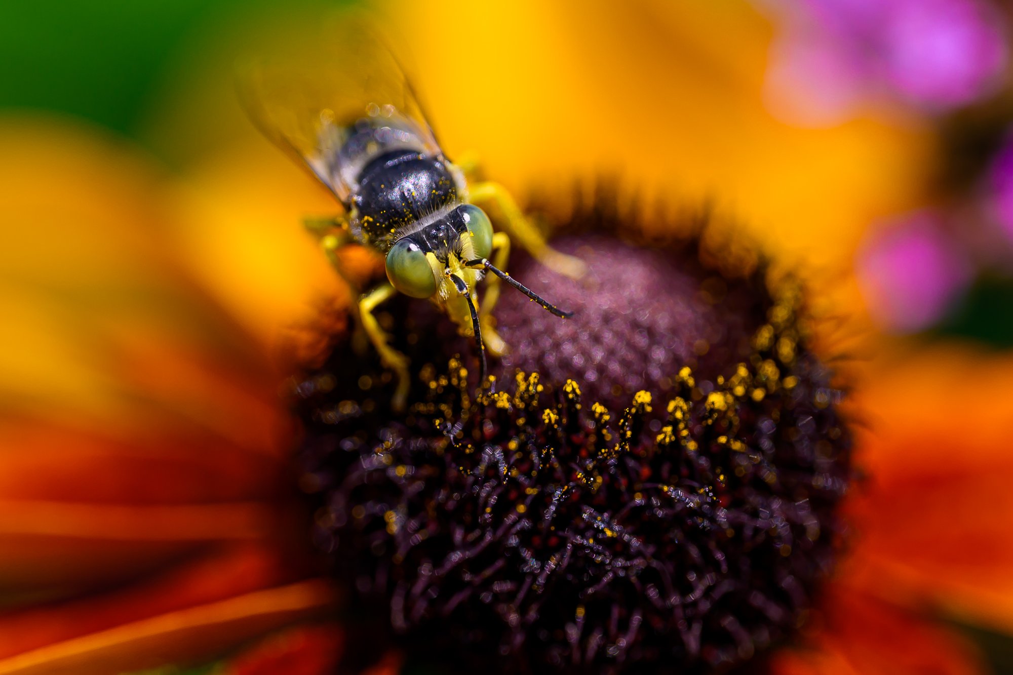 Macro gallery