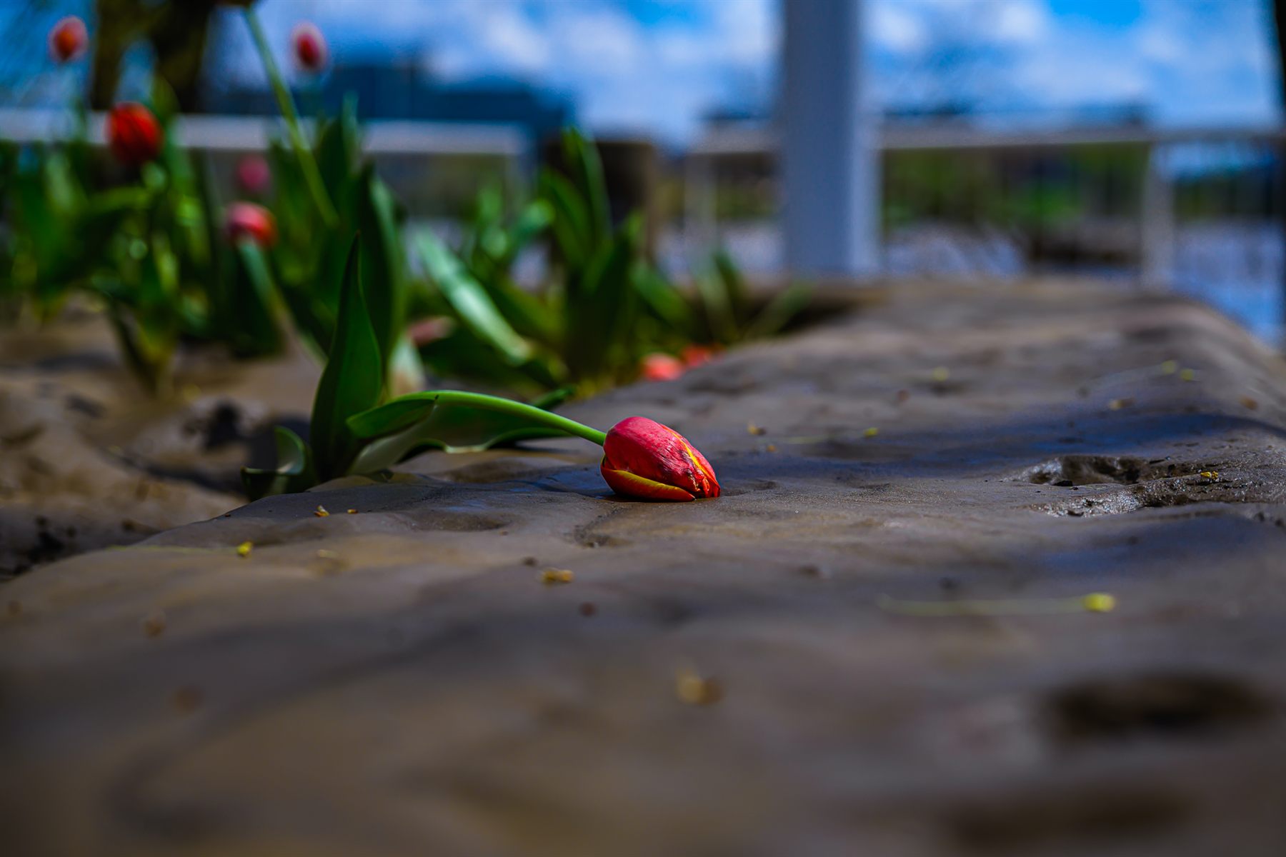 Nature & Macro gallery