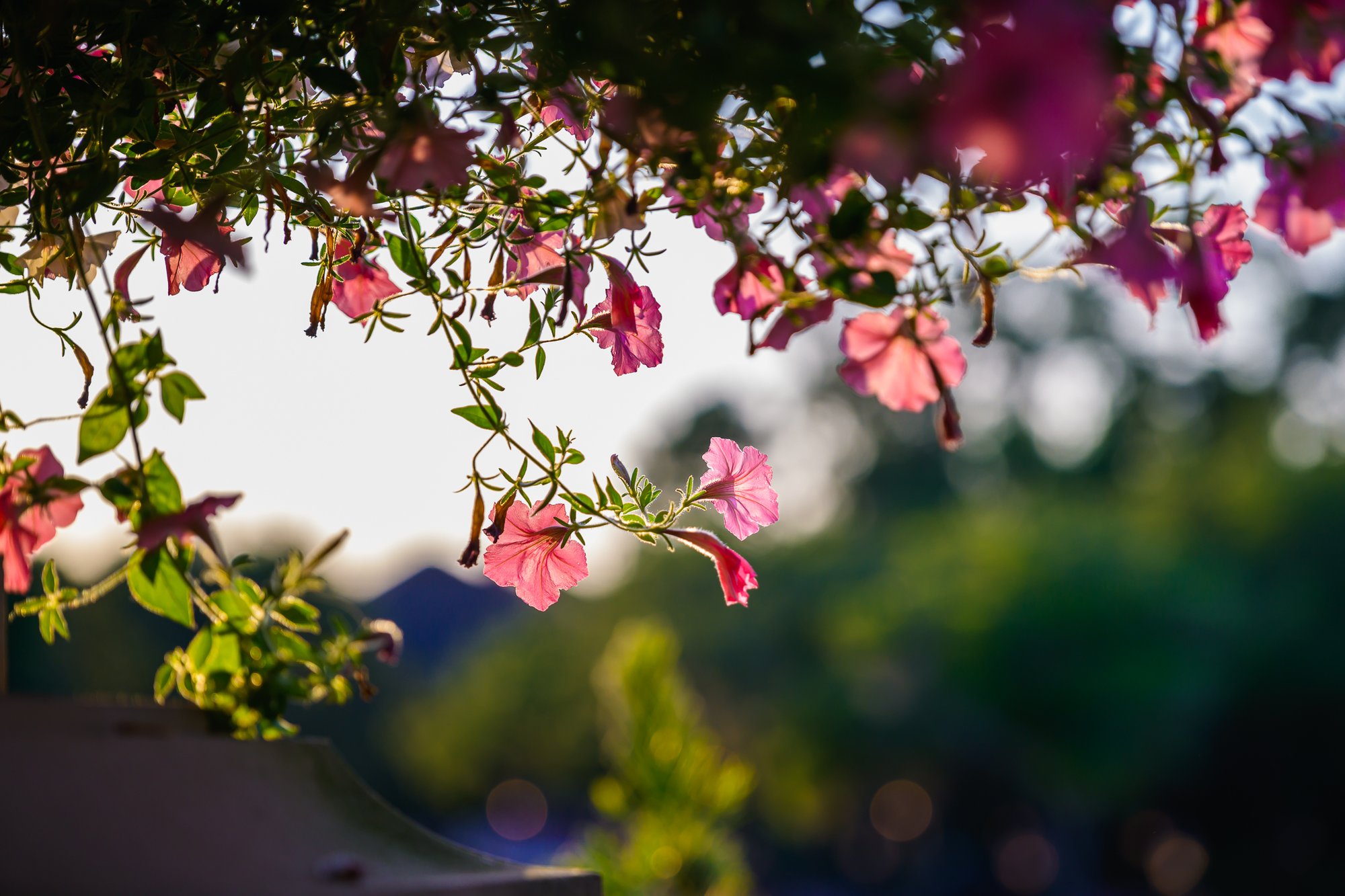 Nature & Flowers gallery
